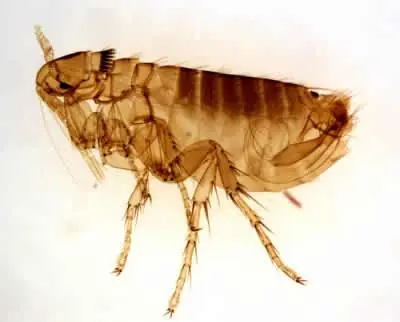 insectos
