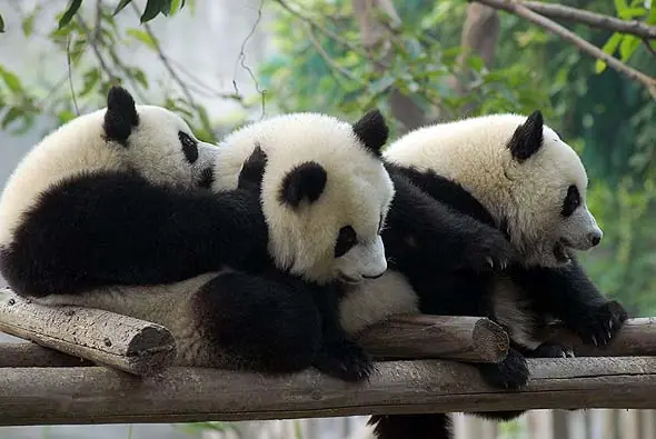 Las 10 Especies mas Amenazadas