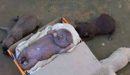 Humano