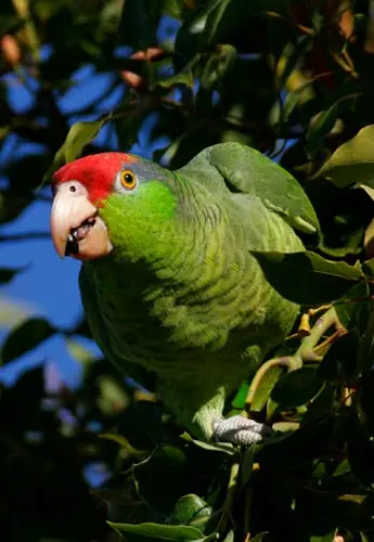 Las 10 Especies mas Amenazadas