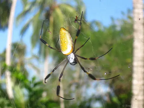 insectos