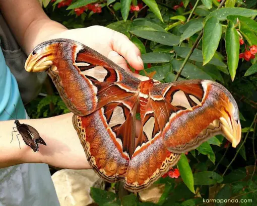 Mundo