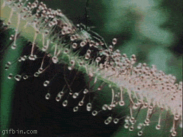 plantas carnivoras