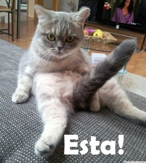 Te gustan los gatos? realidades asombrosas!