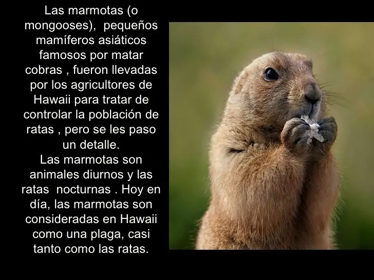 Curiosidades de la historia