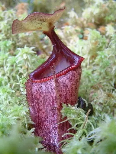 plantas carnivoras