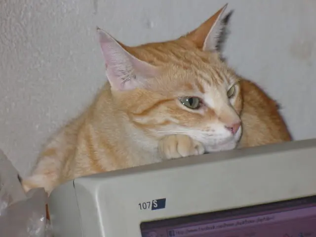 Te gustan los gatos? realidades asombrosas!