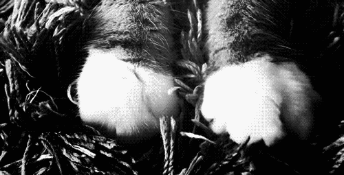 Te gustan los gatos? realidades asombrosas!