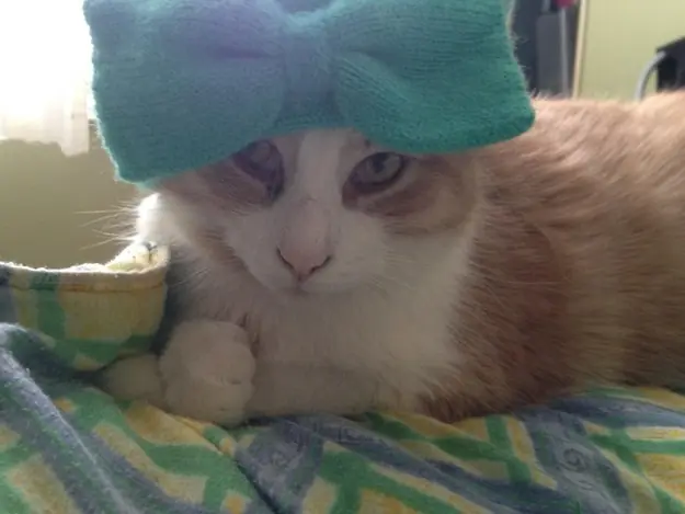 Te gustan los gatos? realidades asombrosas!