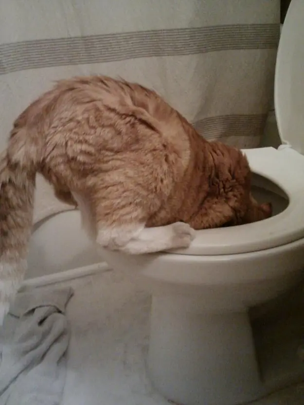 Te gustan los gatos? realidades asombrosas!