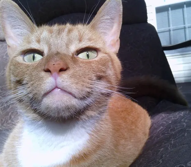 Te gustan los gatos? realidades asombrosas!