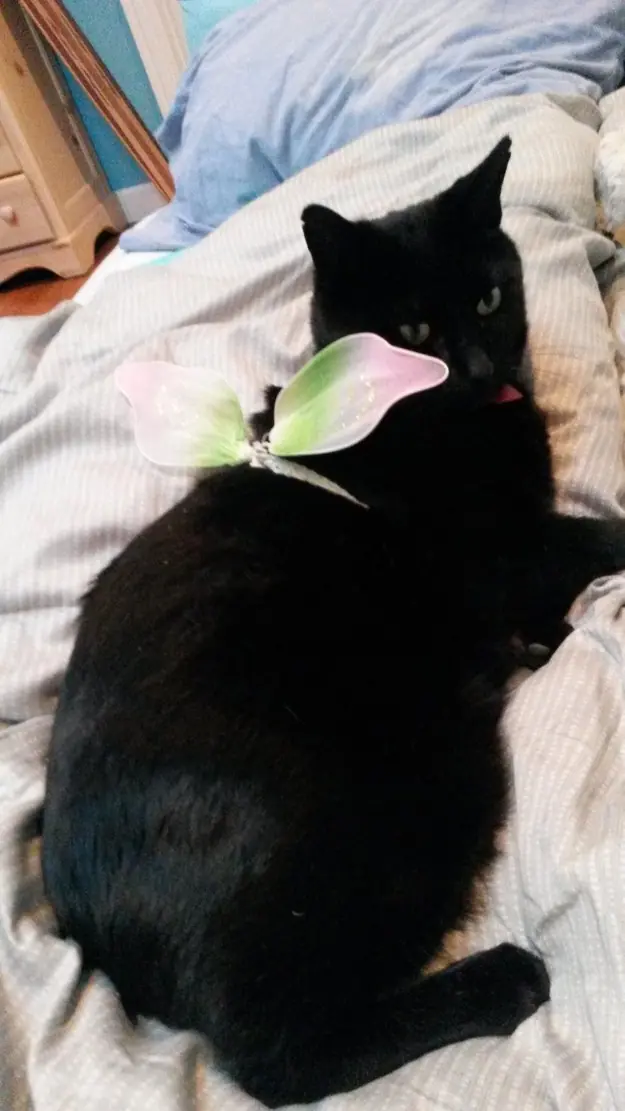 Te gustan los gatos? realidades asombrosas!