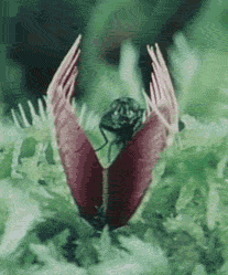 Las 5 plantas carnívoras más hermosas del mundo