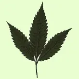 marihuana efectos