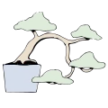 bonsai