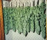 marihuana argentina