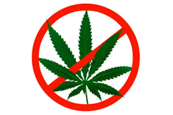 cannabis