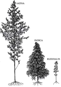 marihuana medicinal