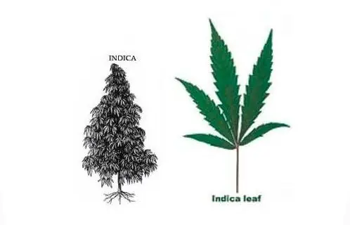 marihuana uruguay