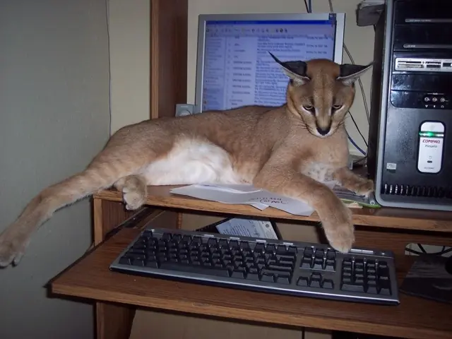 Denunciado Caracal.
