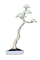 bonsai