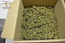 marihuana argentina