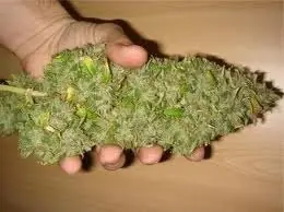 marihuana medicinal