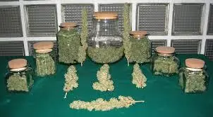marihuana