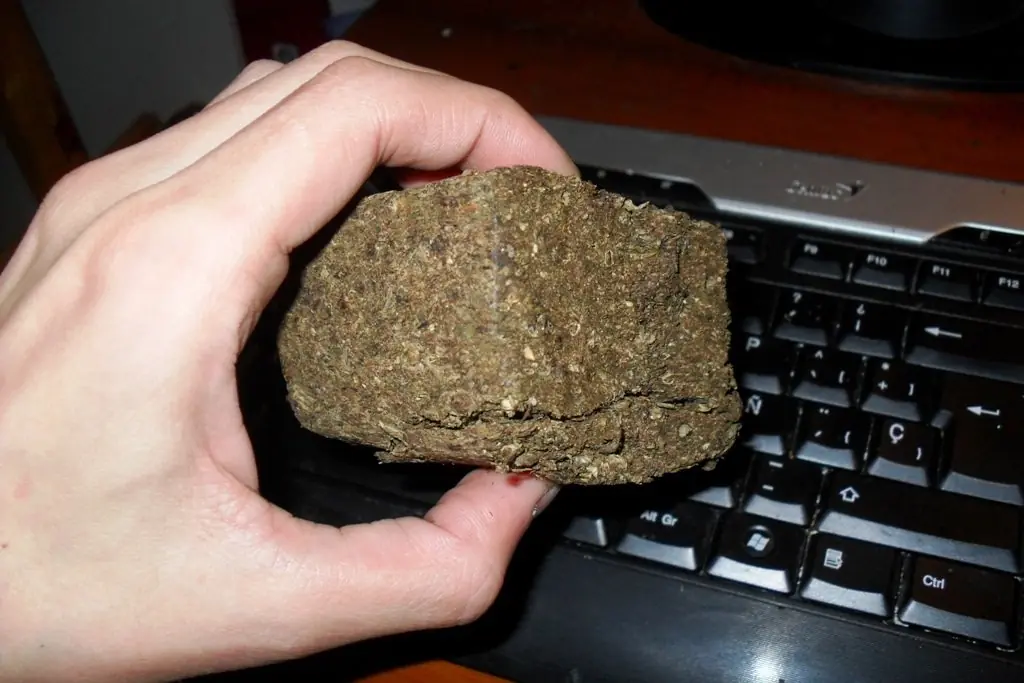 Informate! Conoce a la polemica plantita
