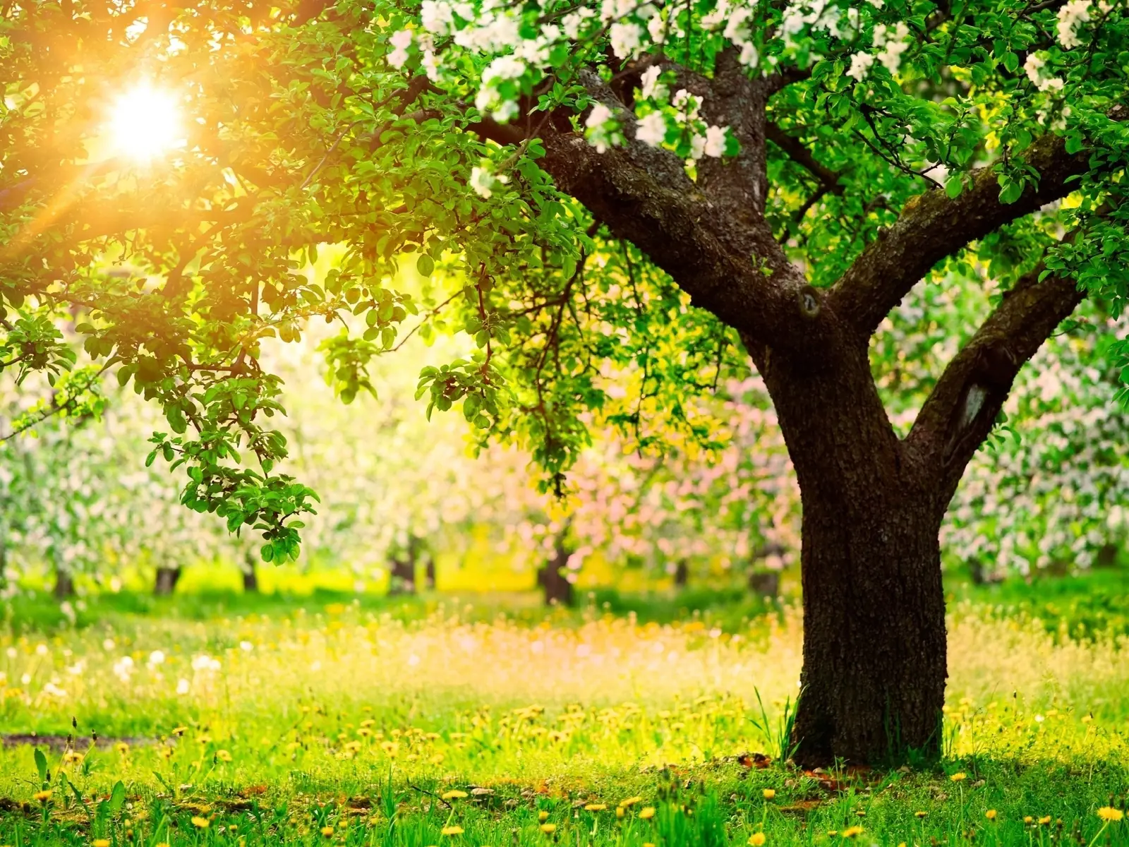 Si dieran wi-fi todos plantariamos un árbol