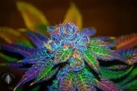 marihuana