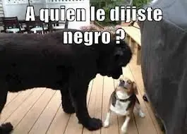 fotos graciosas