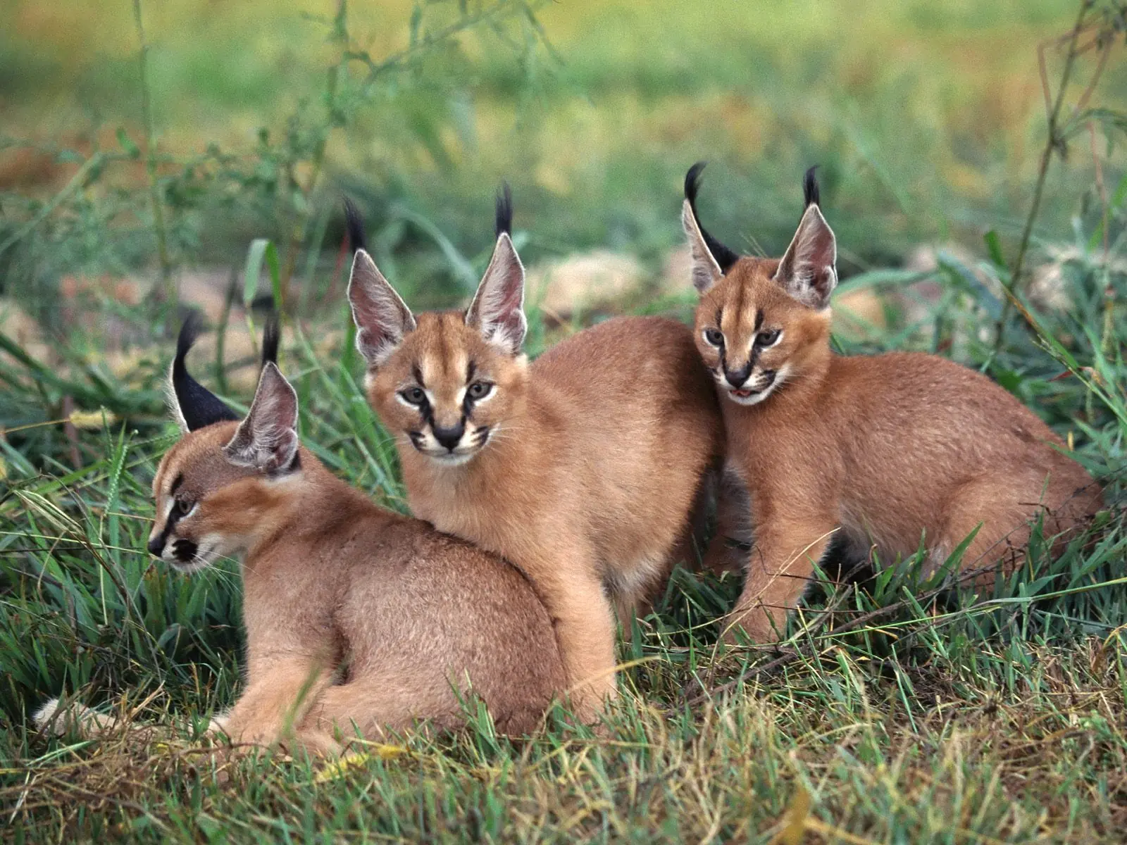 Denunciado Caracal.