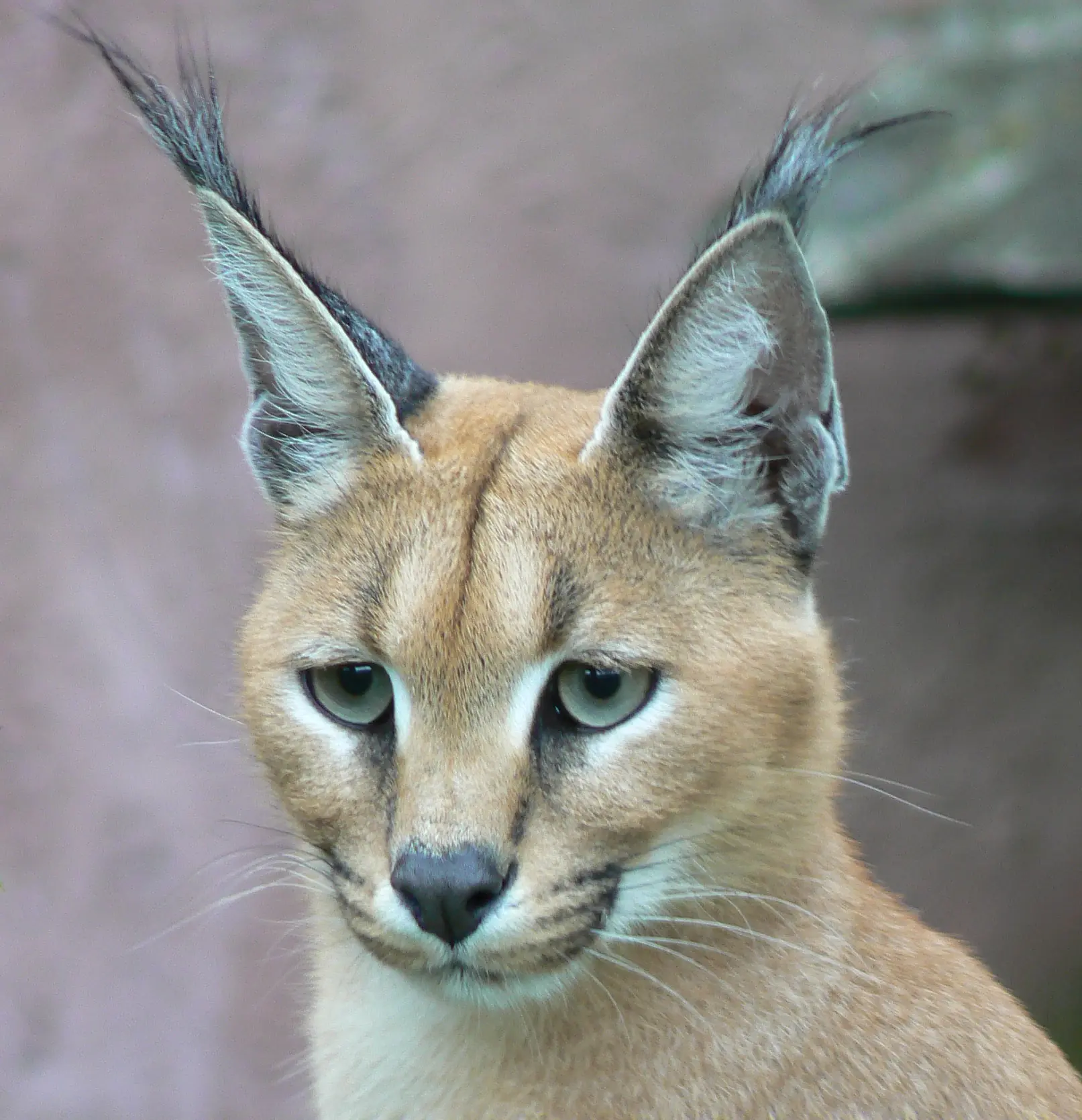lince