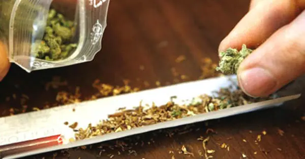 cannabis