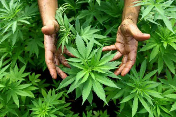Los lugares donde la marihuana no es penalizada