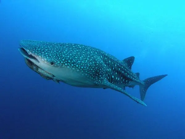 El asombroso tiburon ballena