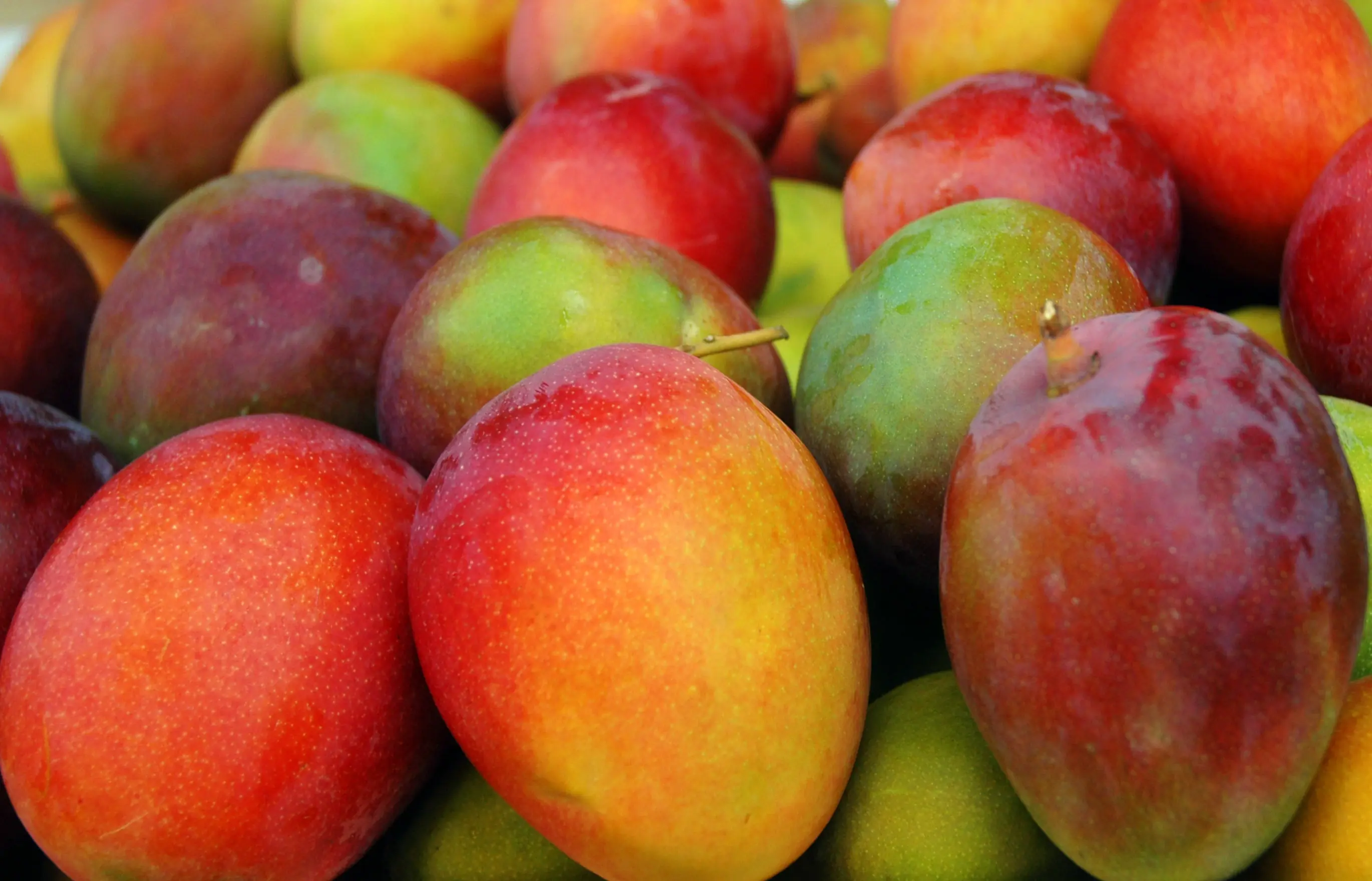 por qué el mango es el mejor amigo de la marihuna