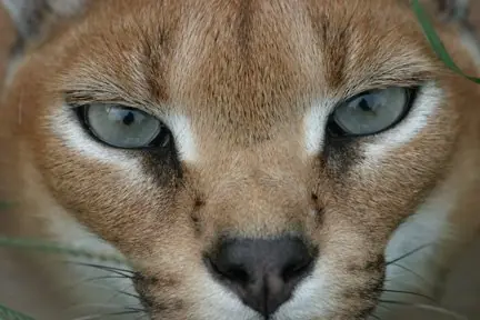 felino