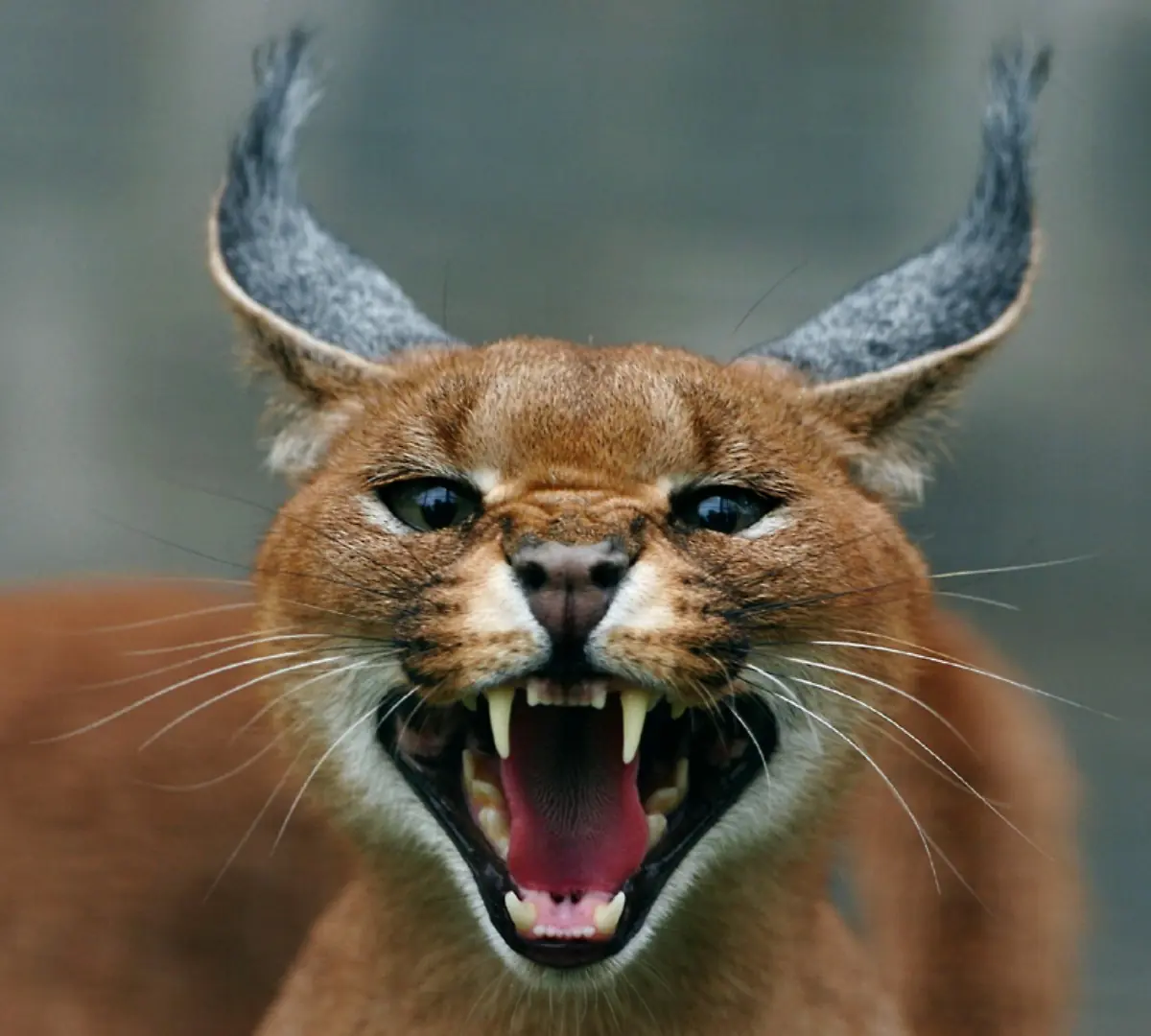 caracal
