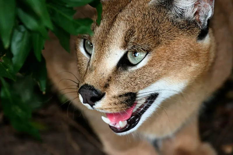 gato