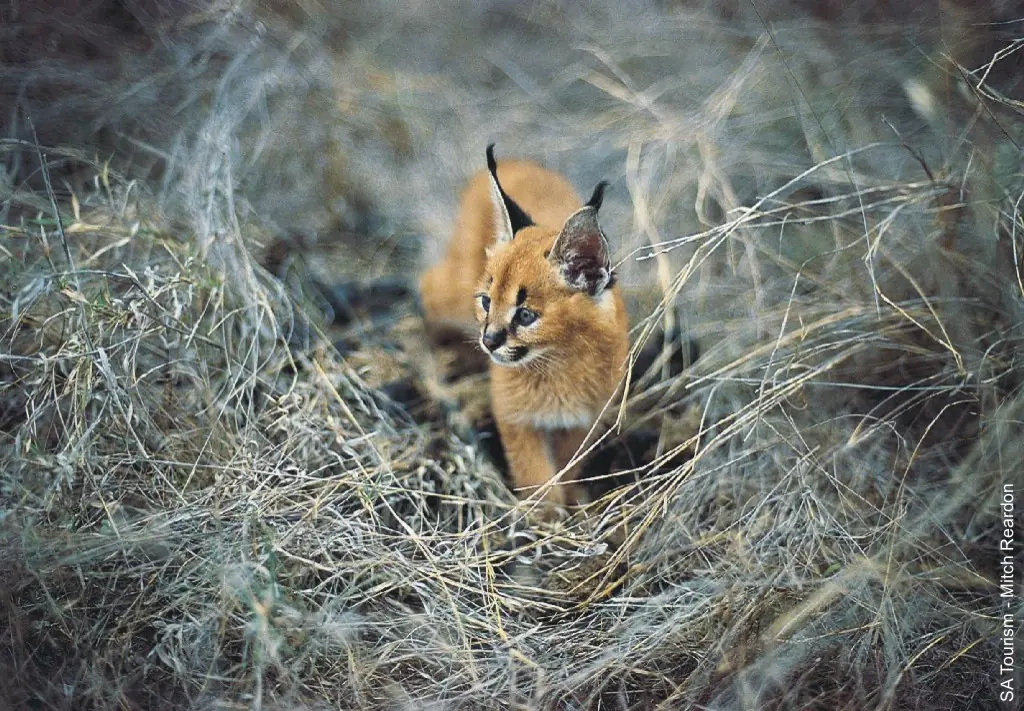lince
