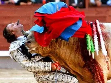 Toro llora por sufrimiento