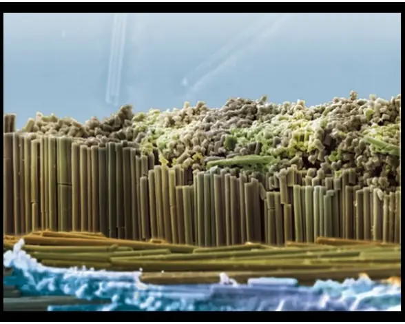 fotociencia