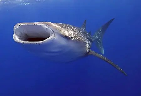 oceano