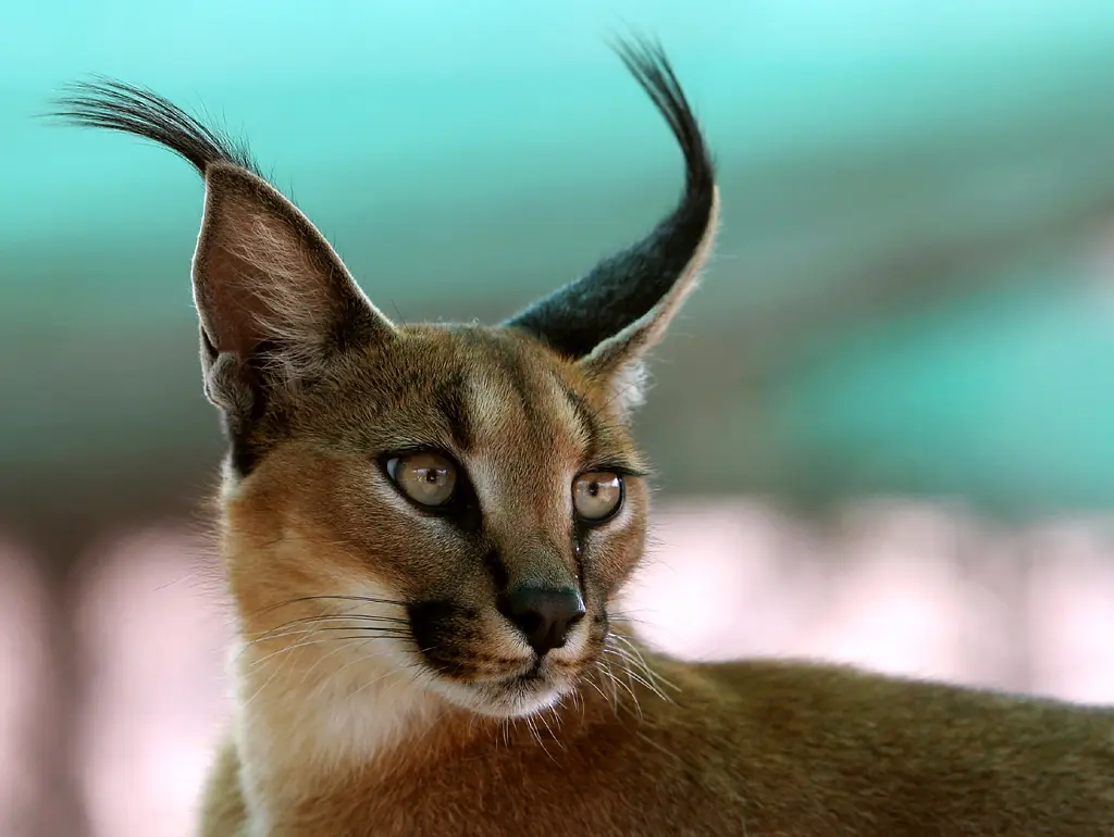 felino