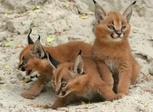 gato