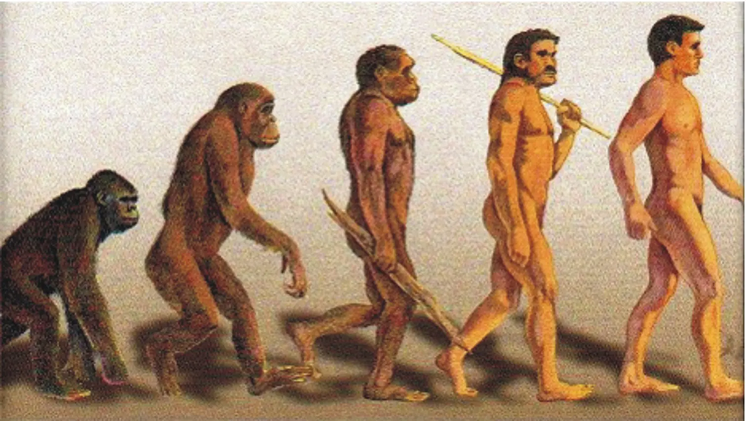 El origen del hombre y su evolución