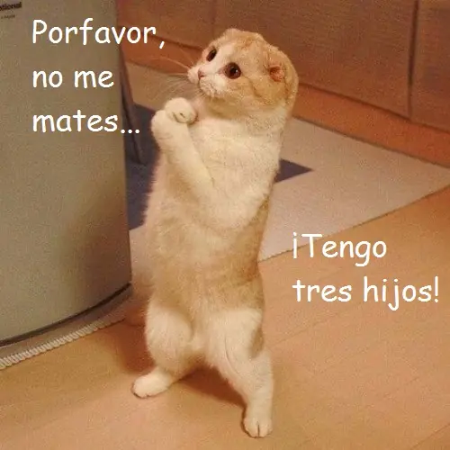 chistoso