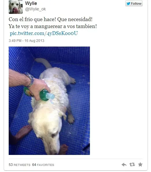 El perro tuitero de Marley y Cristina